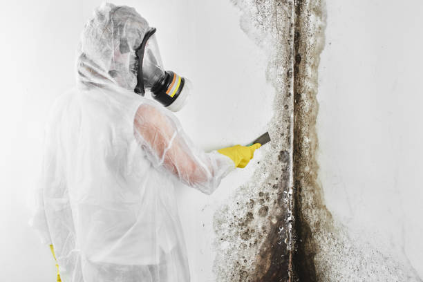 Mold Testing and Removal in Southport, NC