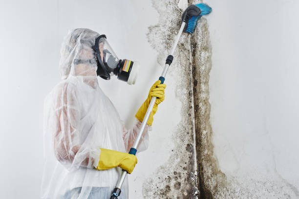 Best Mold Damage Repair  in Southport, NC
